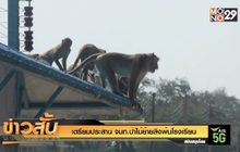 เตรียมประสาน จนท.ป่าไม้ย้ายลิงพ้นโรงเรียน