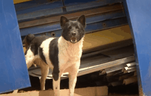 สิทธิสัตว์ … สิทธิคน