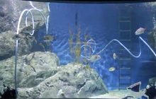 SEA LIFE Bangkok เผยคลิปการทำความสะอาด ระหว่างปิดให้บริการ