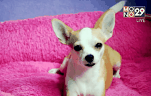 รีสอร์ทสุนัขแห่งแรกของไทย