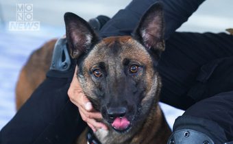 “ทีมสุนัขกู้ภัยฯ K9” ยุติภารกิจ หลังร่วมค้นหาผู้สูญหายกว่า 11 วัน