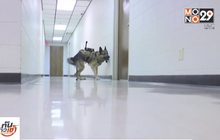 ตำรวจสหรัฐฯ ติดกล้องให้สุนัข K-9 ลดเสี่ยงอันตราย