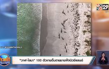 “วาฬ-โลมา” 100 ตัวเกยตื้นตายชายฝั่งนิวซีแลนด์