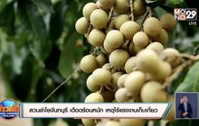 สวนลำไยเมืองจันทบุรี เดือดร้อนหนัก เหตุไร้แรงงานเก็บเกี่ยว