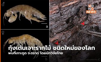 นักวิจัยไทย ค้นพบ “กุ้งเต้น” เจาะรากไม้ ชนิดใหม่และสกุลใหม่ของโลก