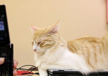 เผยเหตุที่แมวชอบนั่งบนแล็ปท็อป จนได้ฉายา “แมวพิมพ์”