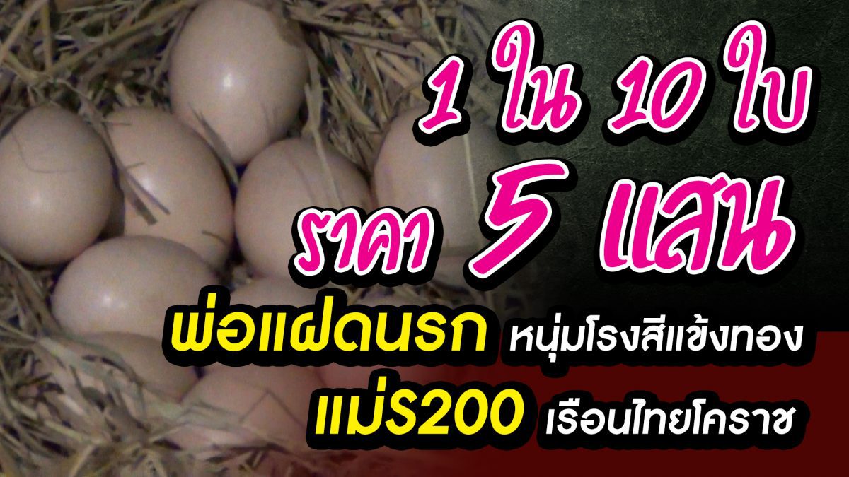 ไข่ไก่ชนแพงที่สุดในโลก ใบละ 5แสน