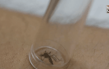 ตัดต่อพันธุกรรมยุงในบราซิลเพื่อลดจำนวนยุงลาย