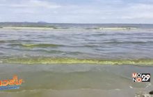 น้ำทะเลบางแสนเปลี่ยนเป็นสีเขียวทั้งชายหาด