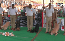 งานแสดงโชว์สุนัขในอินเดีย