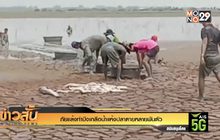 ภัยแล้งทำบึงเกลือน้ำแห้งปลาตายหลายพันตัว