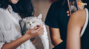 วิจัยชี้ โพสต์รูปคู่สัตว์เลี้ยง ทำอาหาร มีโอกาสพบรักแท้ออนไลน์ง่ายกว่าโพสต์เซ็กซี่