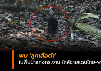 พบ ‘ลูกเสือดำ’ ในพื้นป่าแก่งกระจาน ใกล้ชายแดนไทย-พม่า