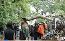 ลมแรงพัดต้นโพธิ์ทับคนงานเสียชีวิต 1 คน