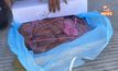 DSI เผยหมูเถื่อน 161 ตู้ ไม่ผ่านการตรวจโรคจากกรมปศุสัตว์