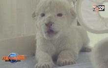 สิงโตสายพันธุ์หายากให้กำเนิดลูกแฝดในจีน