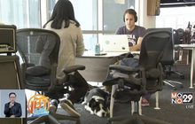 บริษัทในสหรัฐอนุญาตให้นำสุนัขมาที่ทำงานได้