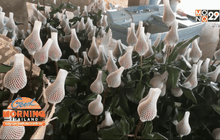 ชาวบวกเต๋ยเร่งตัดดอกกุหลาบส่งขายวาเลนไทน์ 