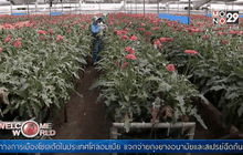 ผู้ค้าดอกไม้โคลอมเบียเตรียมรับวาเลนไทน์