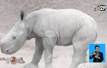 ลูกแรดเกิดใหม่ในสวนสัตว์ซาน ดิเอโก