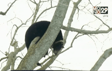 หมีดำตกต้นไม้หลังถูกยิงยาสลบ