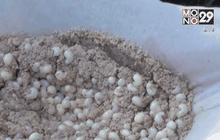 อึ้ง!ราคาไข่แมงมัน กิโลกรัมละ 2,000 บาท