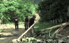 ช้างป่าทำลายสวนกล้วยชาวบ้านเสียหาย