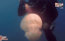 สัตว์ต่างถิ่นบุกทะเลเมดิเตอร์เรเนียน