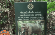 กรมอุทยานฯเตือนนักท่องเที่ยวระวังสัตว์ป่าบนเขาใหญ่