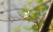 ดอกซากุระในญี่ปุ่นบานก่อนกำหนด