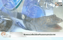 ลักลอบนำสัตว์ต้องห้ามออกนอกประเทศ