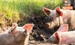 ผู้เลี้ยงสุกรรายย่อย ยื่นถวายฎีกาแก้ปัญหาหมูเถื่อน