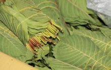 เตรียมเสนอปลดล็อกพืชกระท่อมจากยาเสพติด