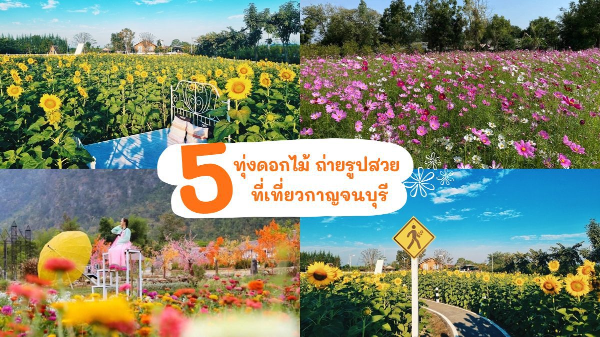 5 ทุ่งดอกไม้ เมืองกาญจนบุรี ที่จะช่วยให้ชีวิตของคุณสดใสขึ้น
