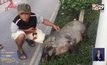 ล้อมจับกันให้วุ่น! หมูป่ายักษ์หลุดมาเดินจะเข้าห้างย่านบางพลี จ.สมุทรปราการ