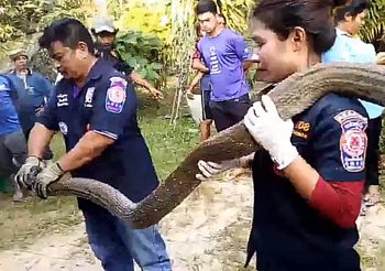 มันใหญ่มาก!! พญางูจงอางเลื้อยเข้าบ้านคนที่ จ.ตรัง ชาวบ้านแห่ดูตีเลขเด็ด