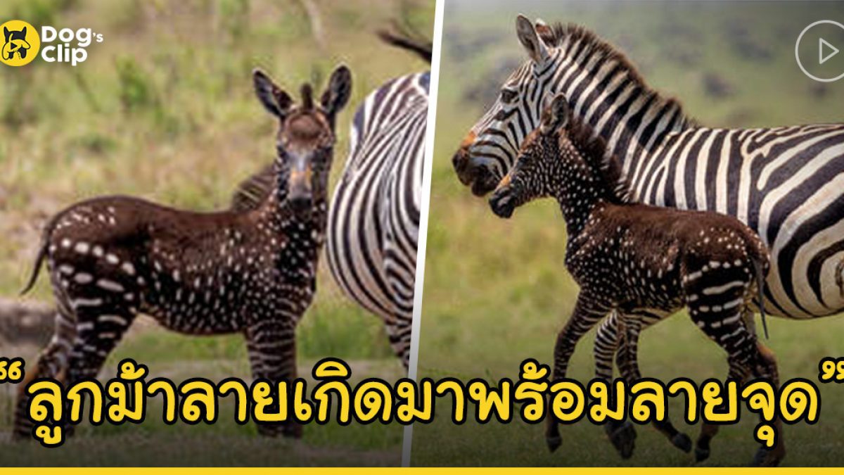 เคนยาพบลูกม้าลายเกิดใหม่ที่มาพร้อมกับ “ลายจุด”
