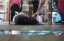 บริการนัดออกเดทให้กระต่าย