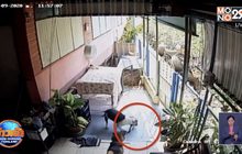 สุดเศร้า! ‘เจ้าซูโม่’สุนัขพิทบูลฮีโร่ พลาดท่าถูกงูเห่ากัดดับ