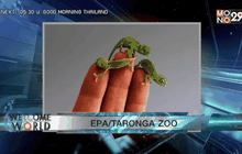 EPA : ภาพใบปลิวที่ทำขึ้นโดยสวนสัตว์ ตารองก้า