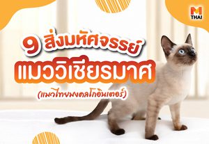 9 สิ่งมหัศจรรย์ แมววิเชียรมาศ แมวไทยมงคลโกอินเตอร์