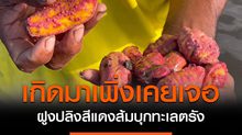 ปรากฎการณ์แปลก! ฝูงปลิงสีแดงส้มบุกทะเลตรัง ชาวประมงตกใจ