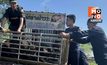 ฉก.พญานาคราชรวบหมูเถื่อนริมโขงมุกดาหาร