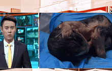 ประท้วงเรื่องสิทธิสัตว์ในชิลี