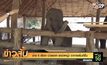ช้าง 5 เชือก ป่วยจาก ยาฆ่าหญ้า อาการเริ่มดีขึ้น