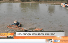 ชาวนาถือฤกษ์หว่านข้าววันพืชมงคล