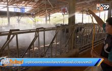 ปศุสัตว์เร่งตรวจสอบโรคปากเท้าเปื่อยในวัวระบาดหนัก
