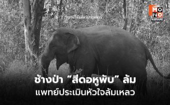 เคลื่อนย้ายไม่สำเร็จ ช้างป่า “สีดอหูพับ” ล้ม คาดหัวใจล้มเหลว