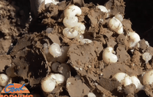 ไข่แมงมันขายดีราคาพุ่ง กก.ละ 2,500 บาท