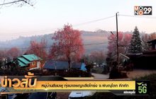 หมู่บ้านสีชมพู ทุ่งนางพญาเสือโคร่ง จ.พิษณุโลก คึกคัก